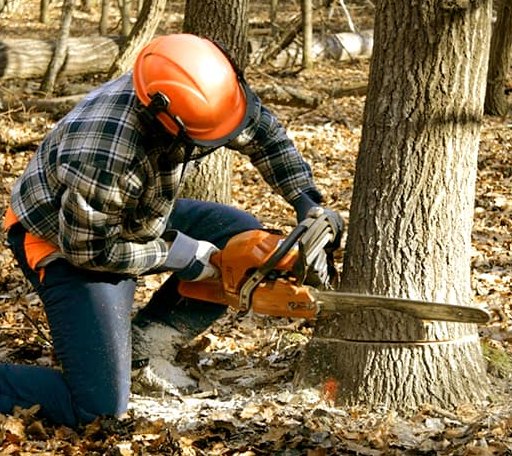 Tree Removal in Santa Maria, TX